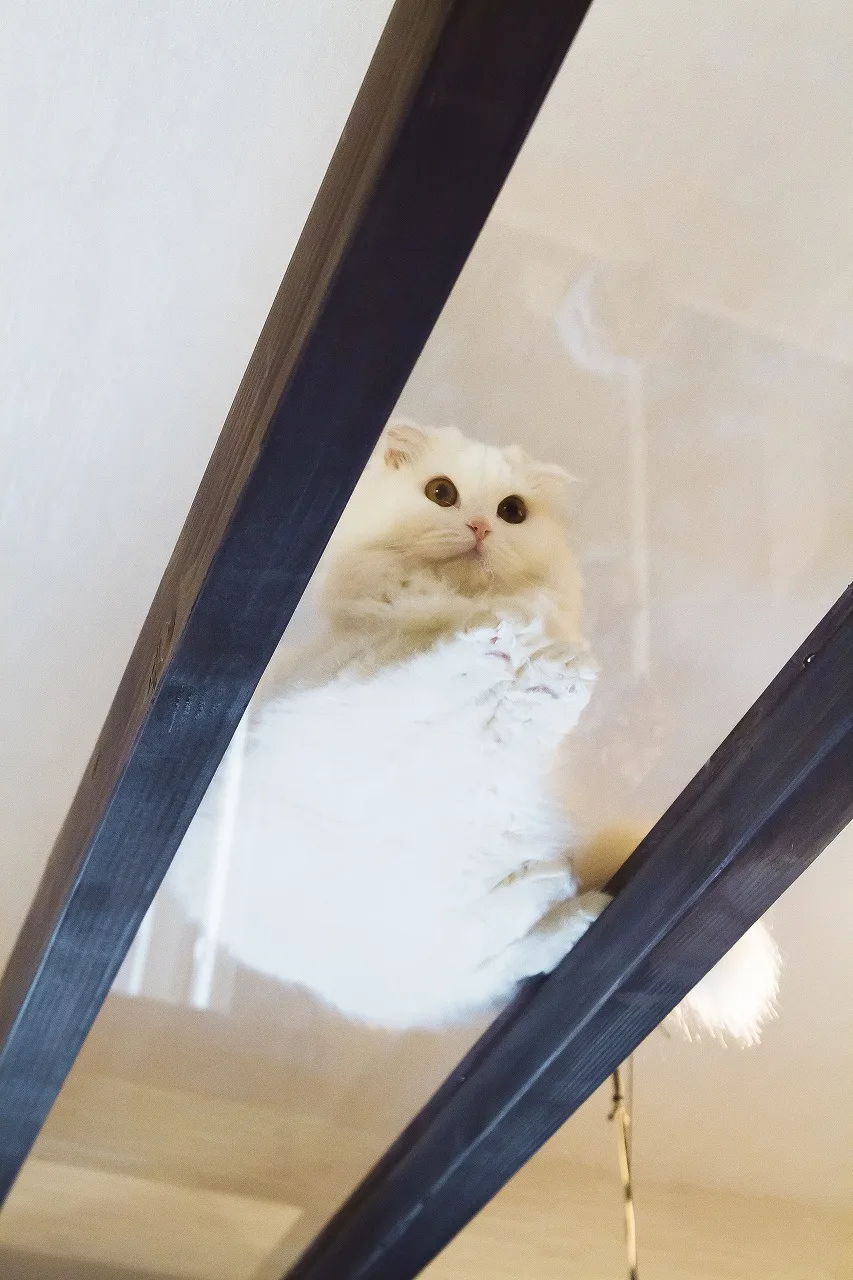 ねこと暮らす、心地よい住まいへ